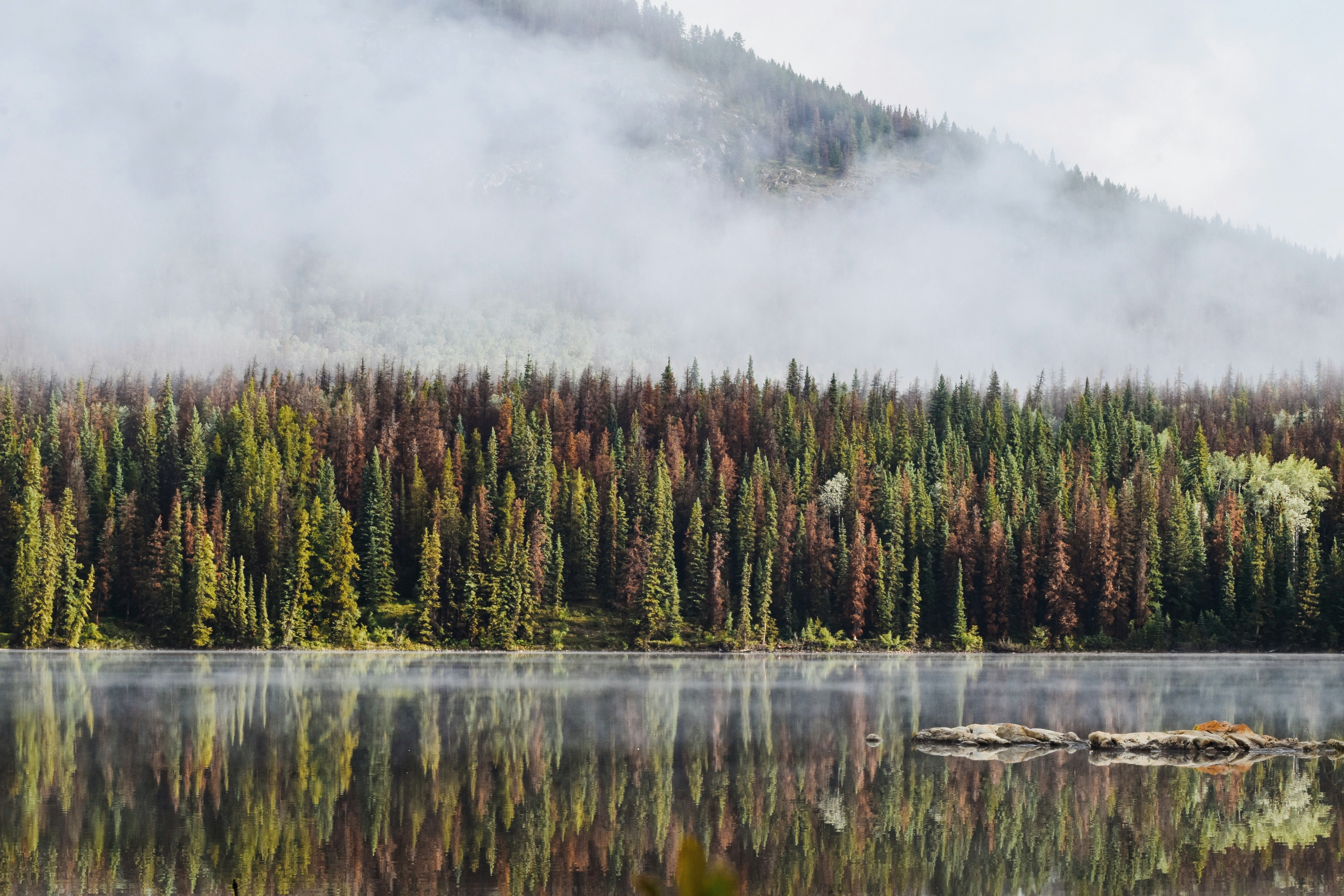 green trees beside lake under white clouds during daytime